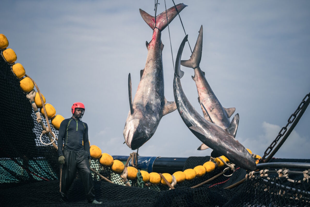 Fishermen pulling sharks out of the net on a Spanish purse seiner, before throwing them onto the deck and then back into the water, most of the time seriously injured or already dead. Sharks and whales are the true cost of our tuna.