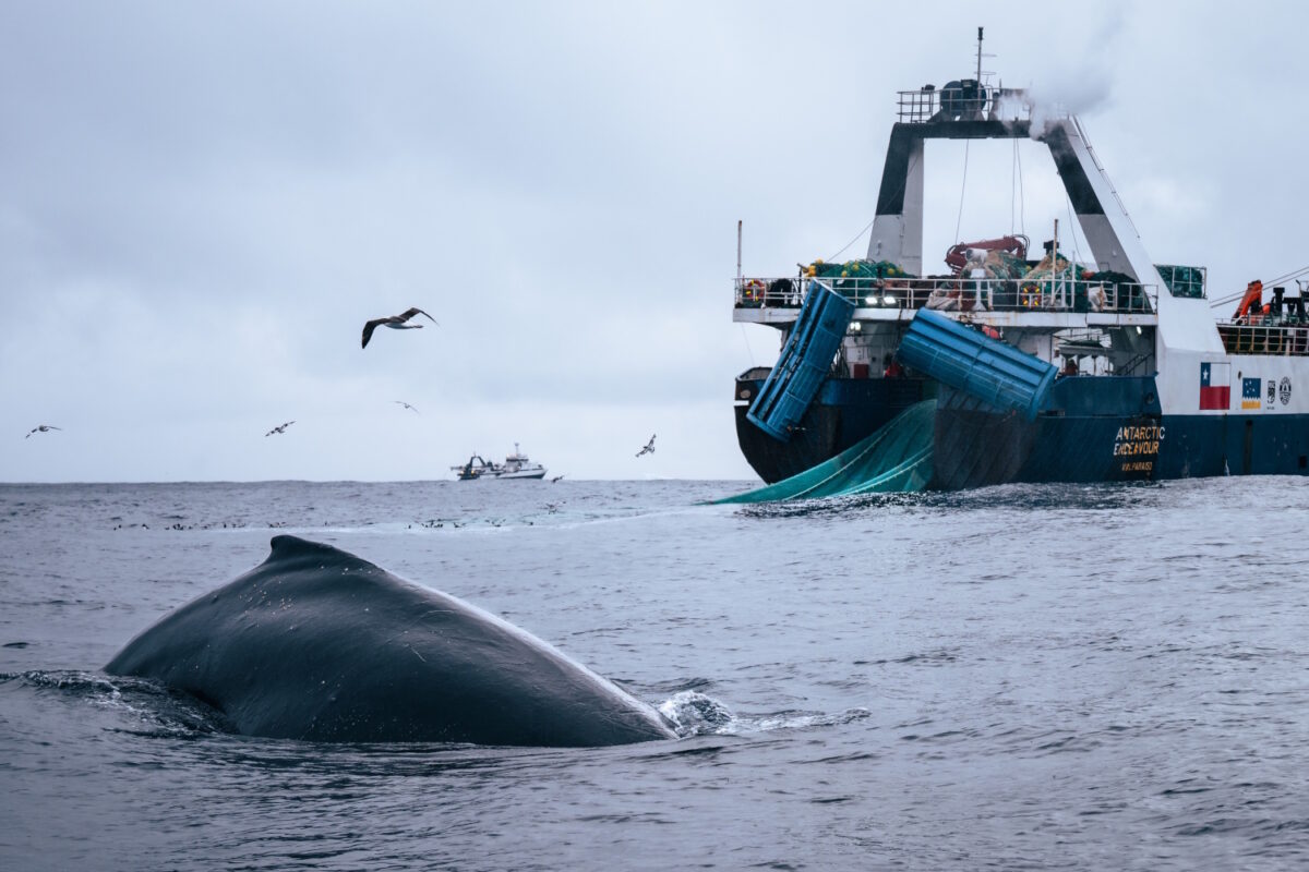 A humpback whale following the krill fishing boat Antarctic Endeavour