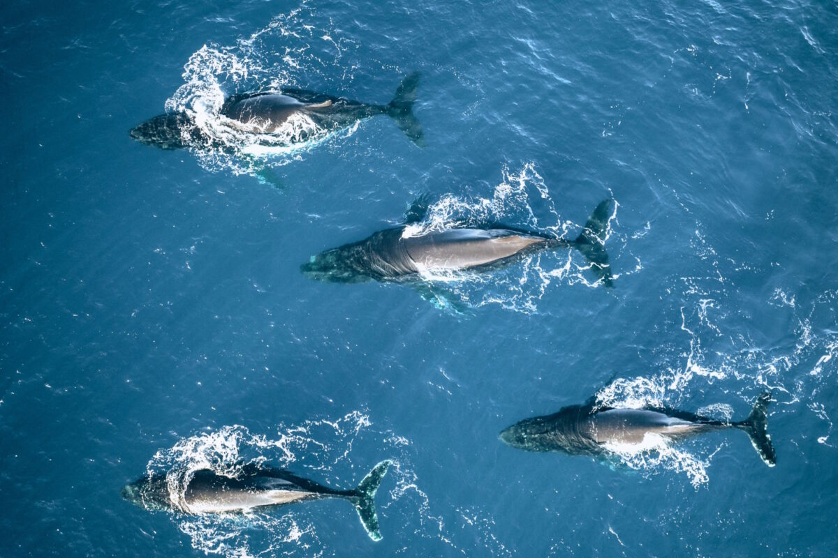 The same whales struggling to find food in Antarctica are now migrating north, where they will give birth and raise their calves in warmer waters.