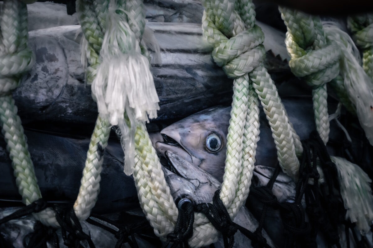 Tuna inside a net onboard a Chinese purse seiner, just a few seconds before being killed by being thrown into icy water.