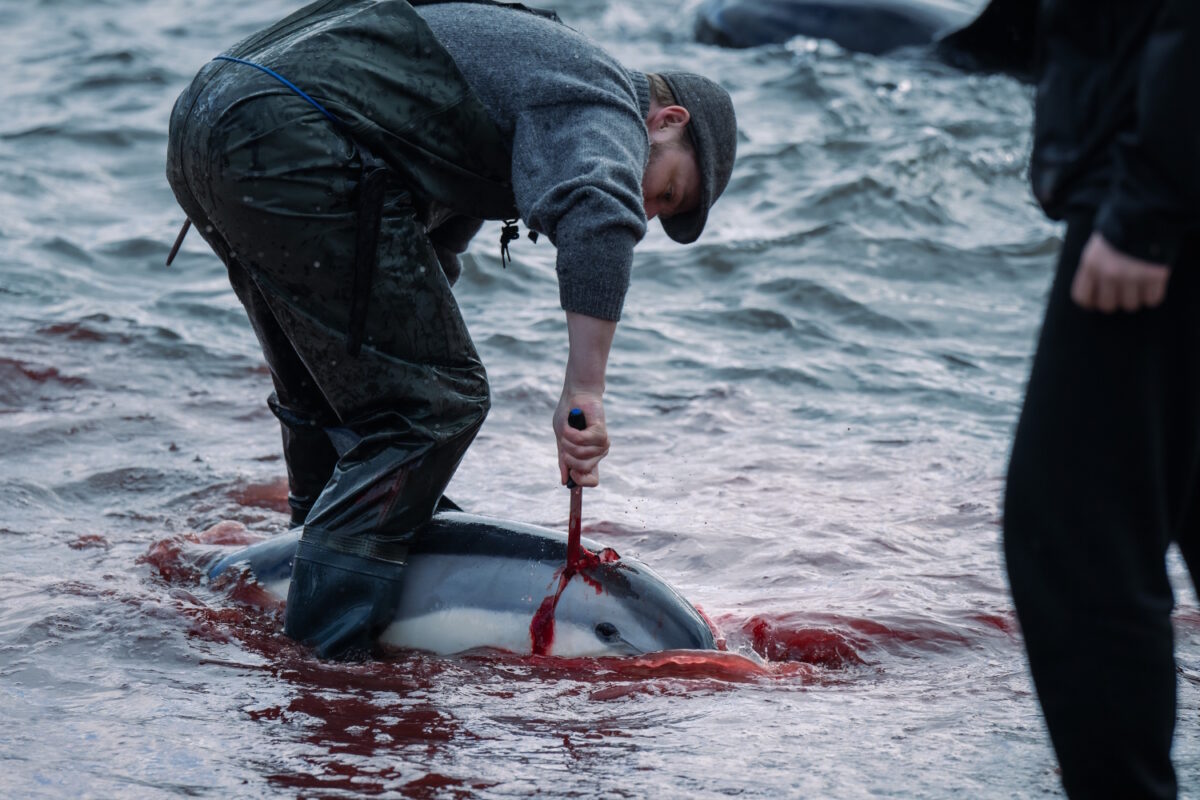 A man killing a white-sided dolphin with a knife in the Faroe Islands.