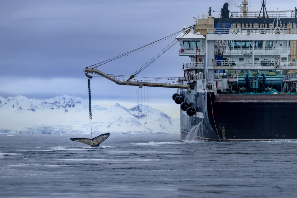 A humpback whale following a krill fishing boat, scientists suggest they are drawn by the smell of the krill caught in the nets, even though they can’t feed on them. This whale followed the ship for at least three days, showing how this industry interacts with wildlife.
